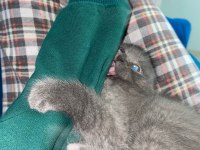 2 aylık erkek yavru scottish fold kırık kulak