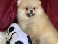 Yakışıklı bir erkek pomeranian