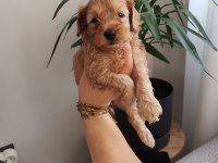 Anne altından rezerveye açık maltipoo yavrularımız