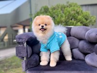 Pomeranian Boo Gülen Surat Arayanlara