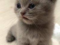 Gri british shorthair