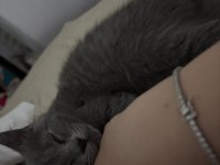 British shorthair erkek 4 aylık