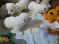 MİNİ MALTESE TERRİER YAVRULARI