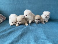 Pomeranian Bebekler
