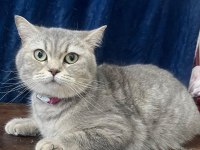 2 yaşında british shorthair sahiplendirme