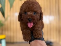 Toy Poodle İki Aylık
