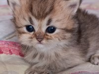 British shorthair ve longhair safkan yavrular