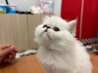 British Longhair ve İran Chinchilla