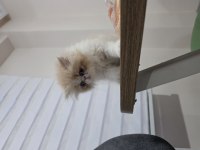 Exotic Shorthair 1,5 Aylık