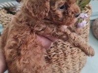 Ev ortamında poodle yavrularımız
