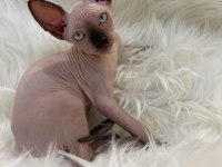 sphynx sfenks tüysüz dişi erkek yavru