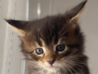Anne ve Babası Şecereli Maine Coon Yavruları