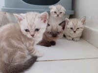 Birbirinden Güzel Scottish Fold Bebekler