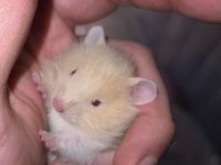 Bebek Teddy bear hamsterlar