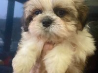 Safkan Shih Tzu Erkek Yavru Parazit ve Aşı Yapıldı