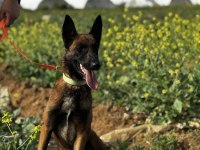 BELÇİKA MALİNOİS 3 DİŞİ