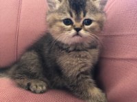 3 british shorthair 1 scottish fold