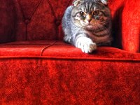 Çok uysal cana yakın scottish fold