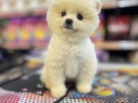 Pomeranian Gaziantepte güvenilir adres Yıldırım Petshop