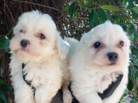 KAR TOPU LEKESİZ SAFKAN MALTESE BEBEKLERİMİZ