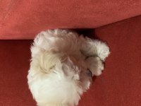 Kar Topu Gibi Dişi Terrier