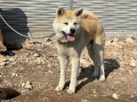 Çiftleştirme ilanı akita