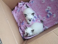 Orjinal Siyam Kedisi Yavruları