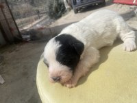 2 NUMARA TERRİERLER ÇOK UYGUN FİYAT