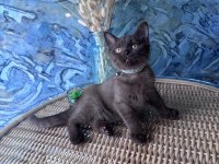 British shorthair nadir bulunan chocolate erkek yavru