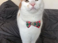 EVDEN ATILMIŞ KEDİCİĞE ACİL ÖMÜRLÜK YUVA ARIYORUZ!