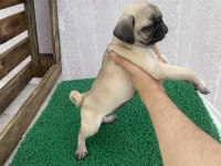 Pug Mops Yavrular Sıfır Burun Gül Kuyruk