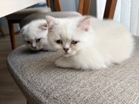 2 aylık kulakları kırık cins yavru kedimiz
