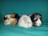 Her Irk Guinea pig Yavrusu Adrese Teslim Hizmetimiz Vardır