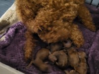 Koyu renk toy poodle bebekler rezerve ilanıdır