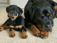 Dolandırılmaya Son Heryerden Elden Teslim Rottweiler