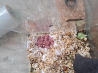 2 günlük suriye hamster yavruları