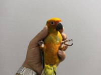 FULL EVCİL YAVRU GÜNEŞ KONUR