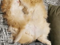 Full şecereli kucak kedisi british longhair
