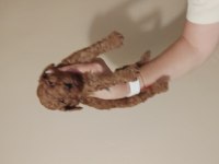 F2 kızıl kahve lekesiz erkek maltipoo