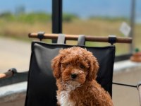 Toypoodle Dişi / Erkek 