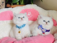 Maviş point British shorthair bebeğim 