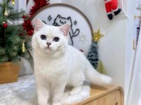 British shorthair dişi