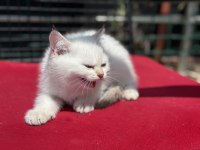 ziyarete açık beyaz mavi gözlü british shorthair 