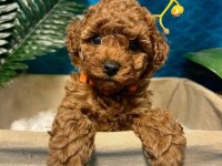 Tuvalet Eğitimli Toy Poodle