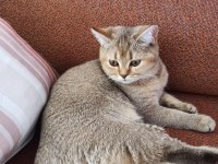British shorthair ücretsiz sahiplendirme