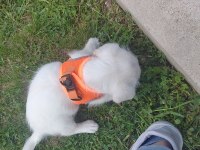 Morkie terrier