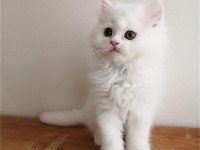 A KALİTE ORJİNAL İRAN KEDİSİ BEBEKLERİ