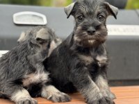 FCI Pedigreeli Miniature Schnauzer Yavruları