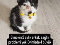 Smokin Yavru Kedimiz