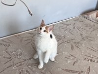 Oyuncu kedimiz Lola ailesini arıyor
